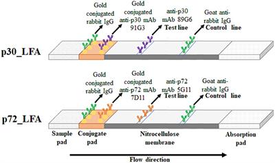 Development and evaluation of two rapid lateral flow assays for on-site detection of African swine fever virus